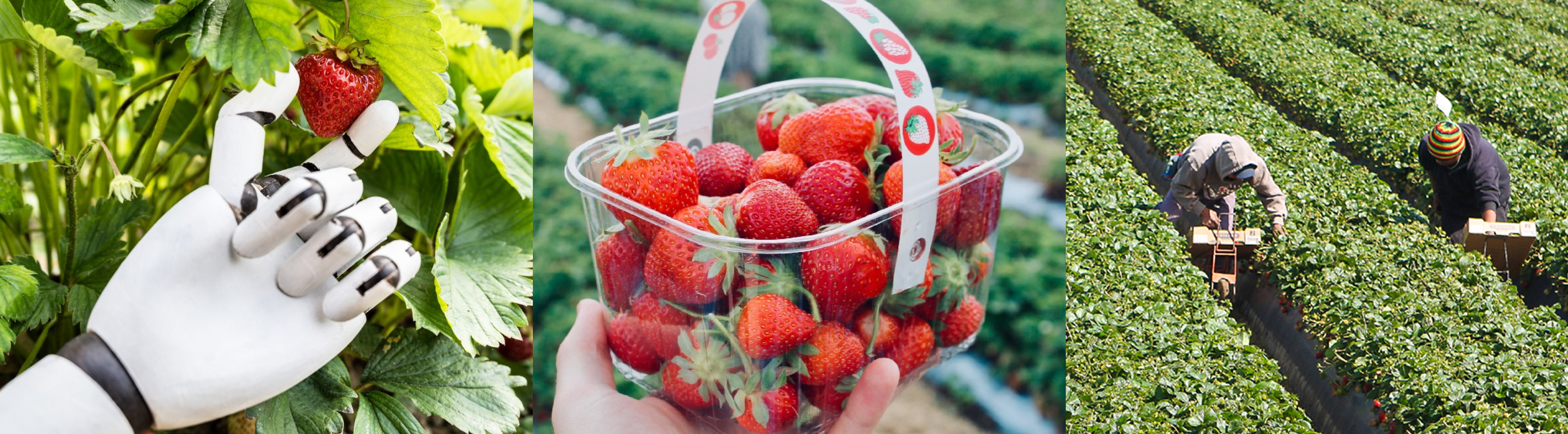 Mechanical and traditional strawberry harvest